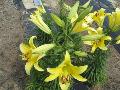 Yelloween Lily / Lilium orientalis 